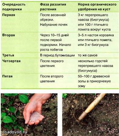 Зола как удобрение для почвы: состав, польза, способы применения и вред