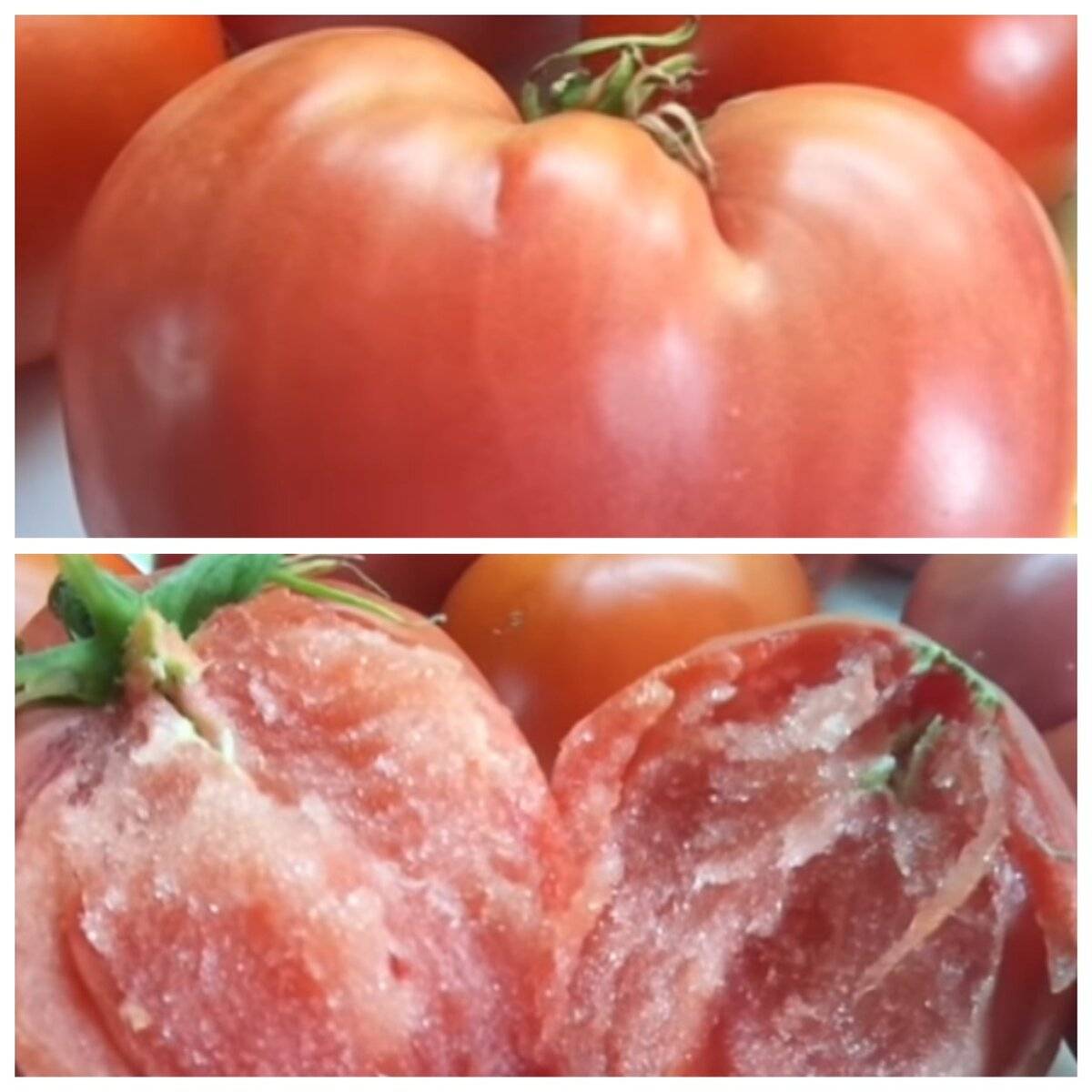Фото сорта томатов для сибири для