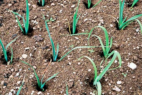 Лук-порей – посадка, уход и выращивание в открытом грунте — как сажать лук порей в открытый грунт
