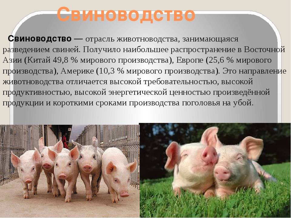 Основные правила содержания свиней в домашнем хозяйстве. обустройство свинарника, выбор и покупка поросят. фото — ботаничка