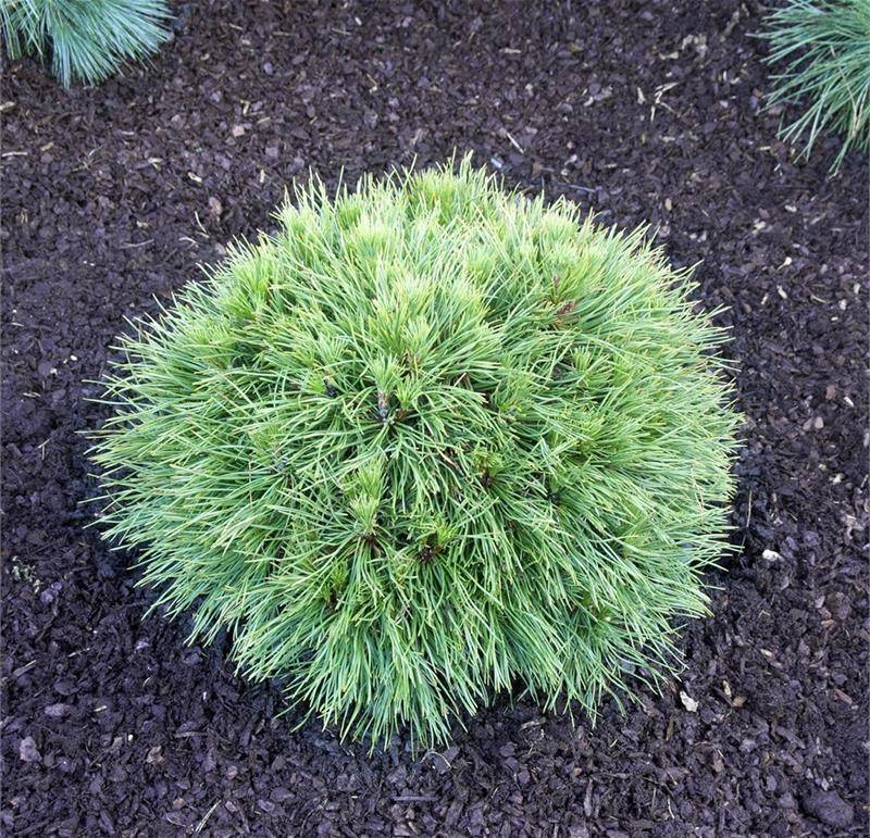 Сосна горная варелла (pinus mugo varella): использование дерева в ландшафтном дизайне, описание и фото, посадка и уход на штамбе