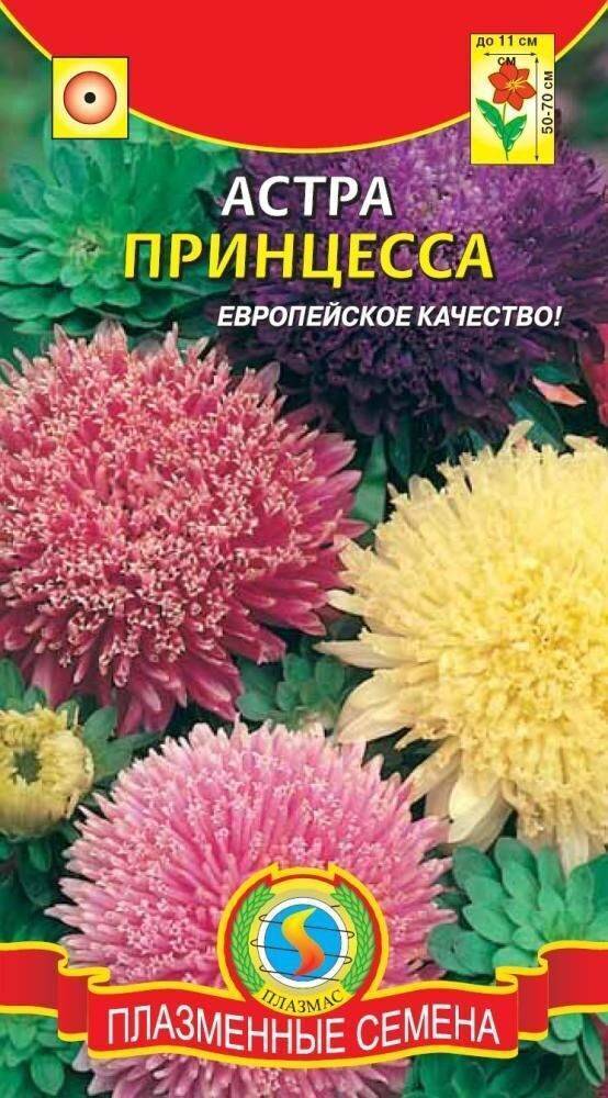 Астра: выращивание и уход в открытом грунте