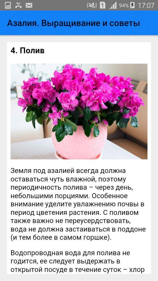 Азалия комнатная - выращивание, популярные виды и сорта, размножение