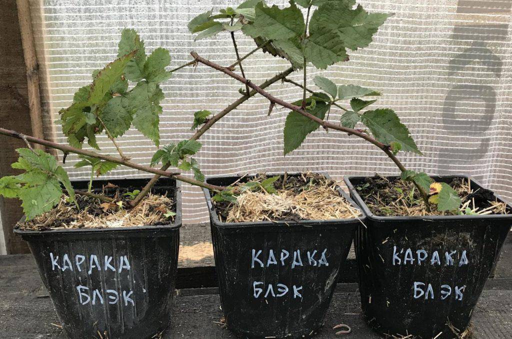 Описание и характеристики сорта ежевики карака блэк, посадка и уход