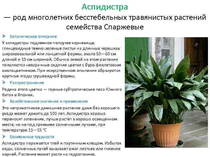 Аспидистра — одно из самых выносливых комнатных растений. уход в домашних условиях. фото — ботаничка
