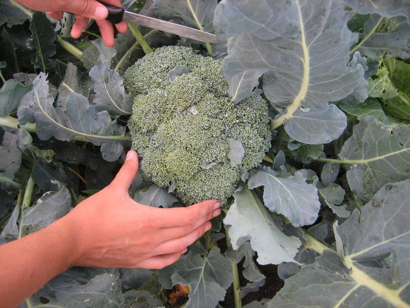 Правила выращивания брокколи в Подмосковье
