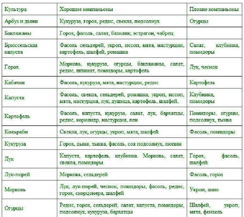 Совместная посадка овощей на одной грядке схема