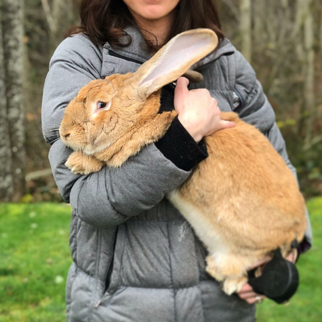 Самый крупные кролики в мире