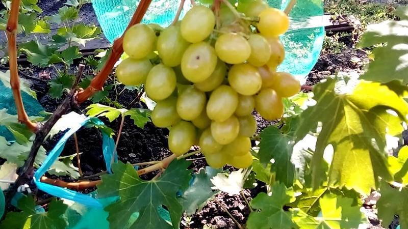 Выращивание винограда дарья
