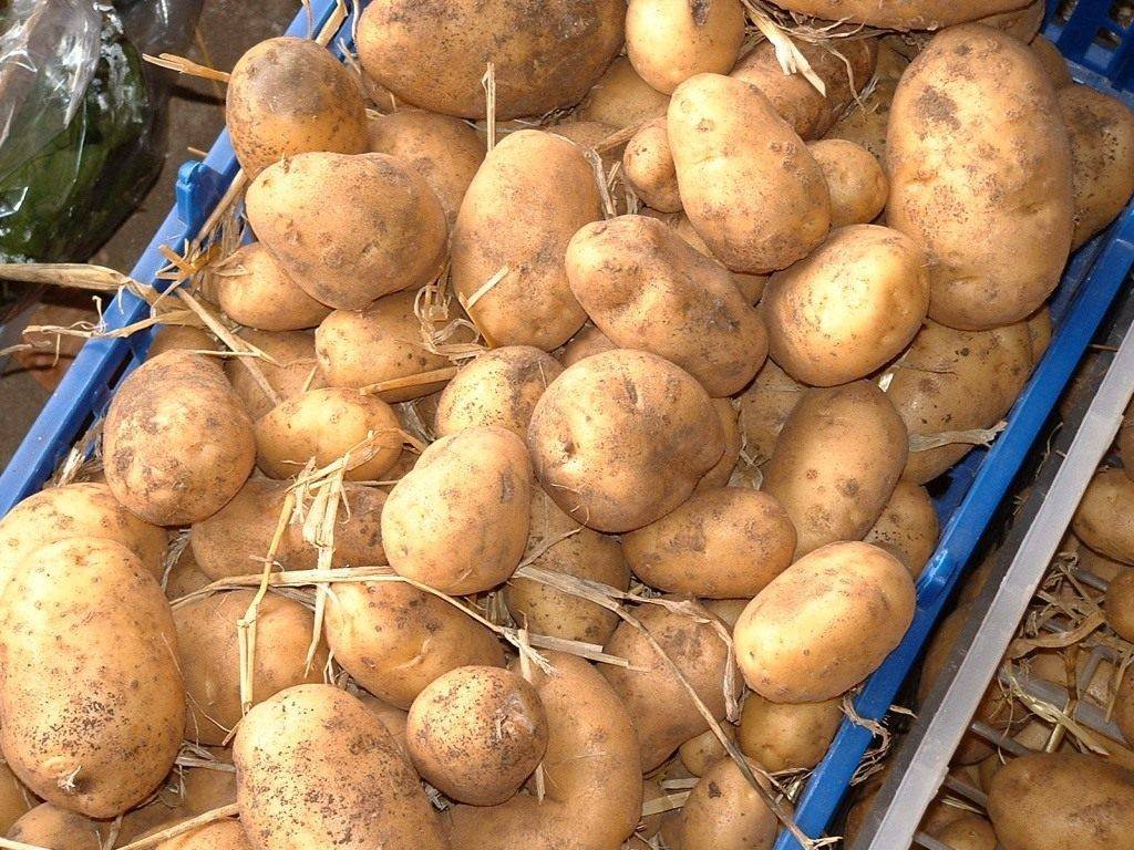 Картофель: как выбрать для еды хорошую картошку