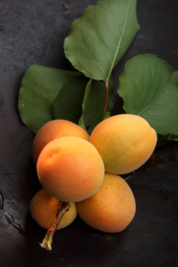 Ранние сорта абрикоса: описание сортов, фото и характеристики