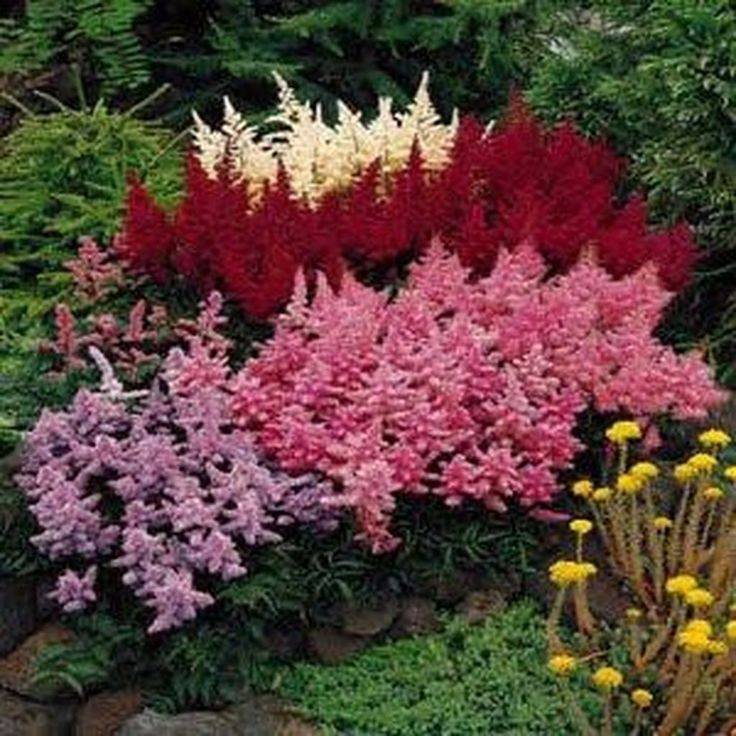 Десять лучших многолетних тенелюбивых растений и цветов для сада