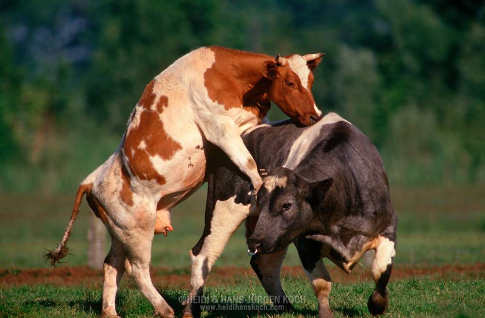 Спаривание быков и коров – естественное осеменение крс 2021