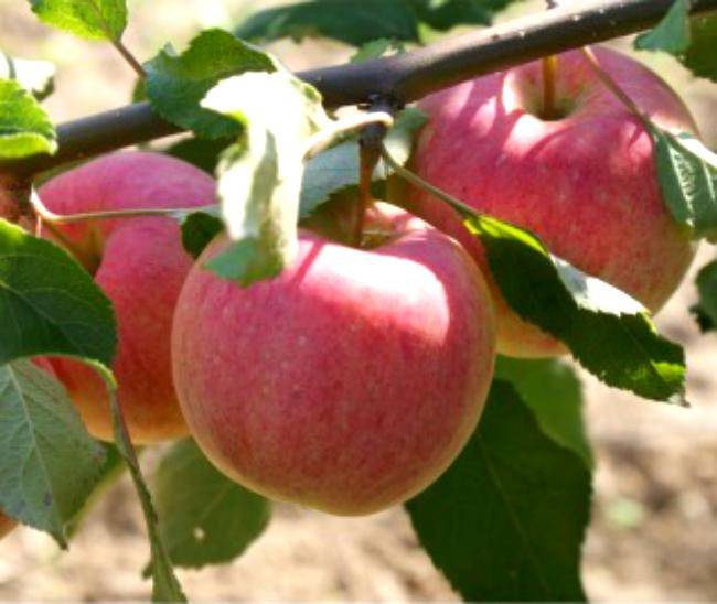 Лучшие сорта сладких яблок: белорусское сладкое, медок, коробовка, конфетное, аркад желтый, описание, характеристика плодов, особенности культивирования