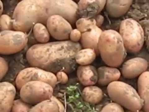 Картофель сорта славянка