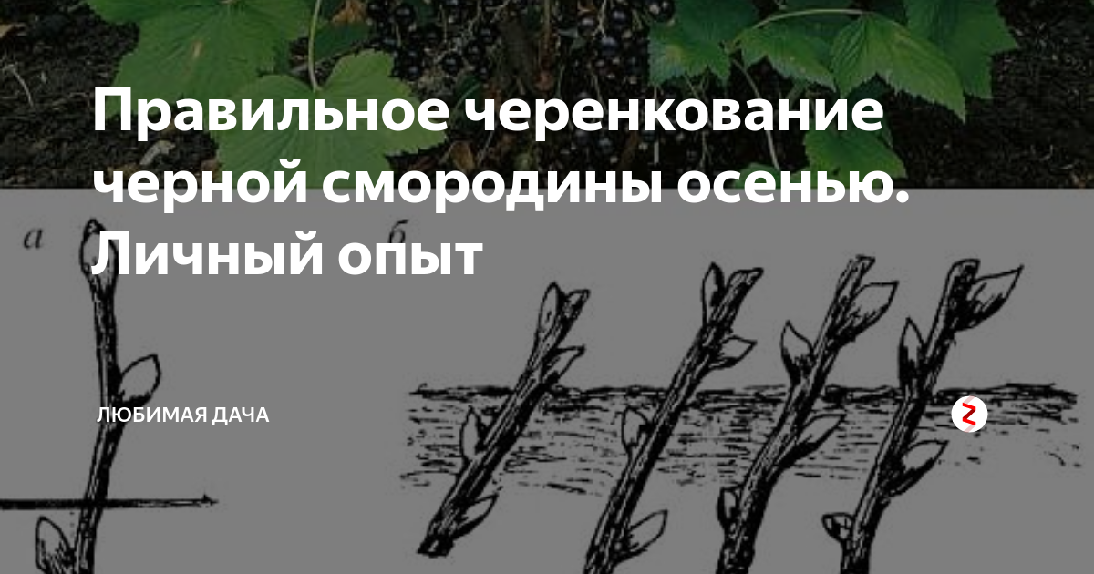 Черную смородину осенью. Черенкование черной смородины осенью. Укоренить осенью черенки черной смородины. Размножение смородины черенками осенью. Осеннее черенкование смородины.