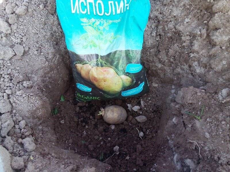 Удобрение картофеля при посадке в лунку
