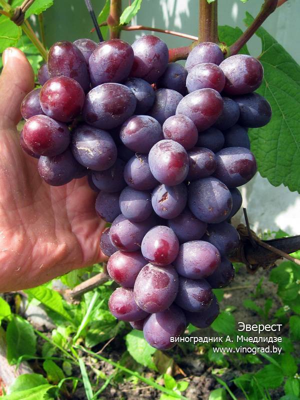 Виноград эверест описание гибридной формы, характеристика гроздей с фото и особенности выращивания
