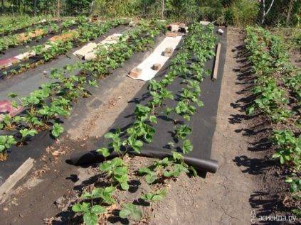 Выращивание клубники на высоких грядках по финской технологии