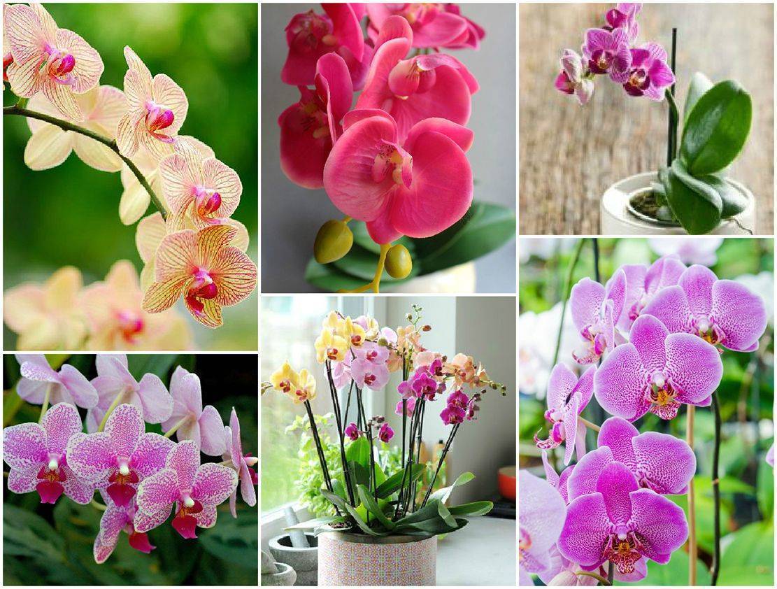 Орхидея фаленопсис (phalaenopsis): уход в домашних условиях, фото и названия видов цветка, как ухаживать за сортовыми растениями