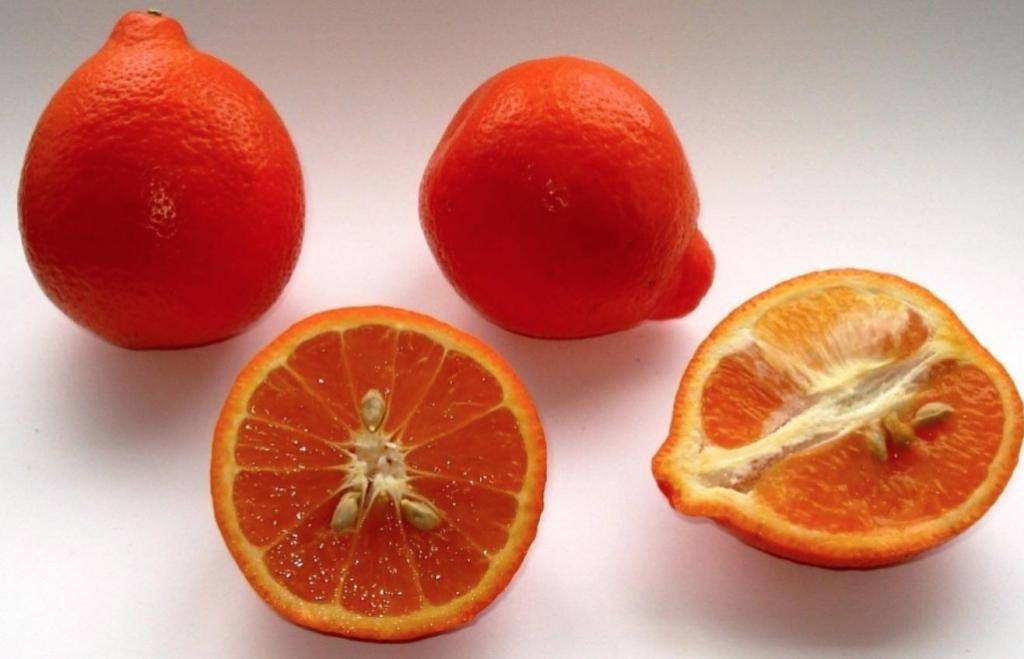 Гибрид апельсина и грейпфрута как называется, описание и история происхождения