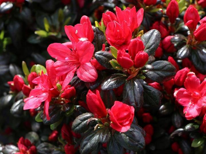 Азалия японская: разновидности садового цветка с фото - марушка, драпа, кенигштайн, арабеск (арабеска), а также правила посадки и ухода за растением