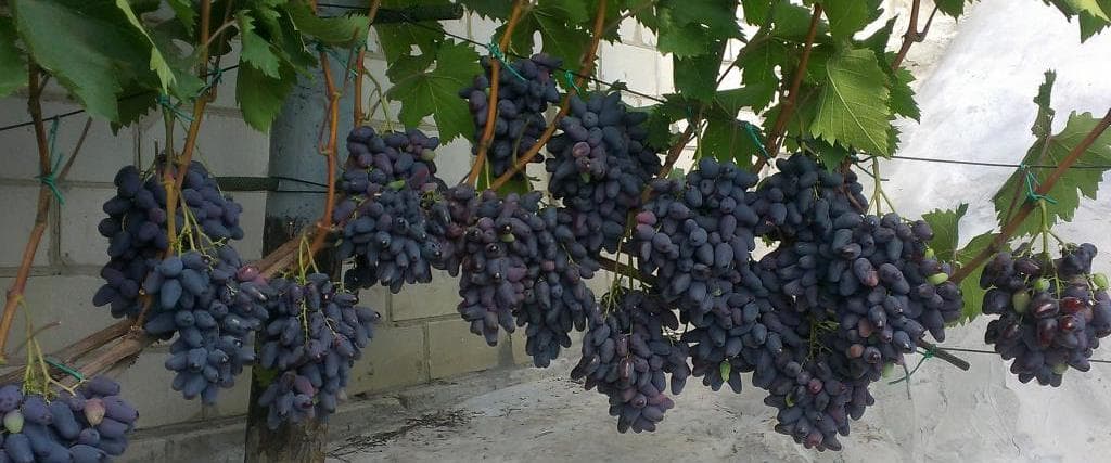 Описание и характеристики сорта винограда «памяти негруля»
