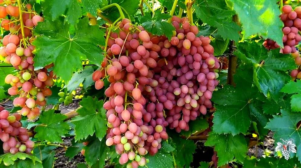 Виноград кишмиш лучистый: описание сорта