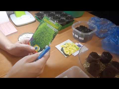 Выращивание рассады кохии: посадка семян, уход в домашних условиях, высадка