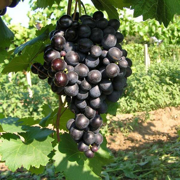 Устойчивый к заболеваниям столовый сорт винограда «восторг белый»