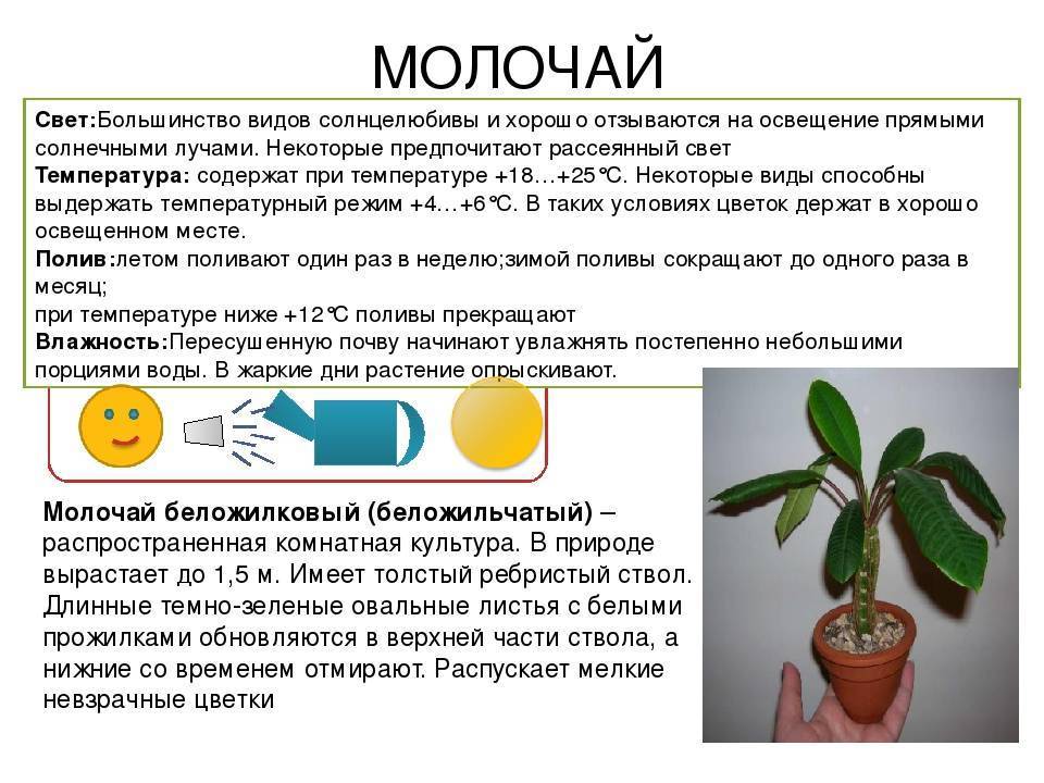 Виды комнатного молочая и секреты правильного ухода за растением в домашних условиях
