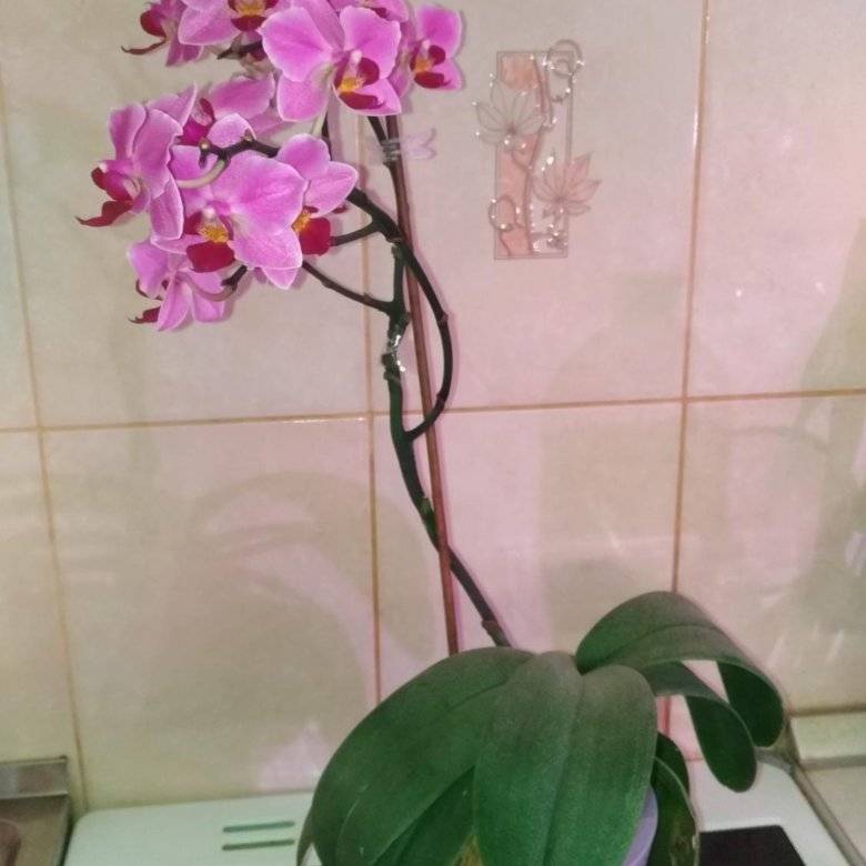 Виды орхидей фаленопсис с фото и названиями