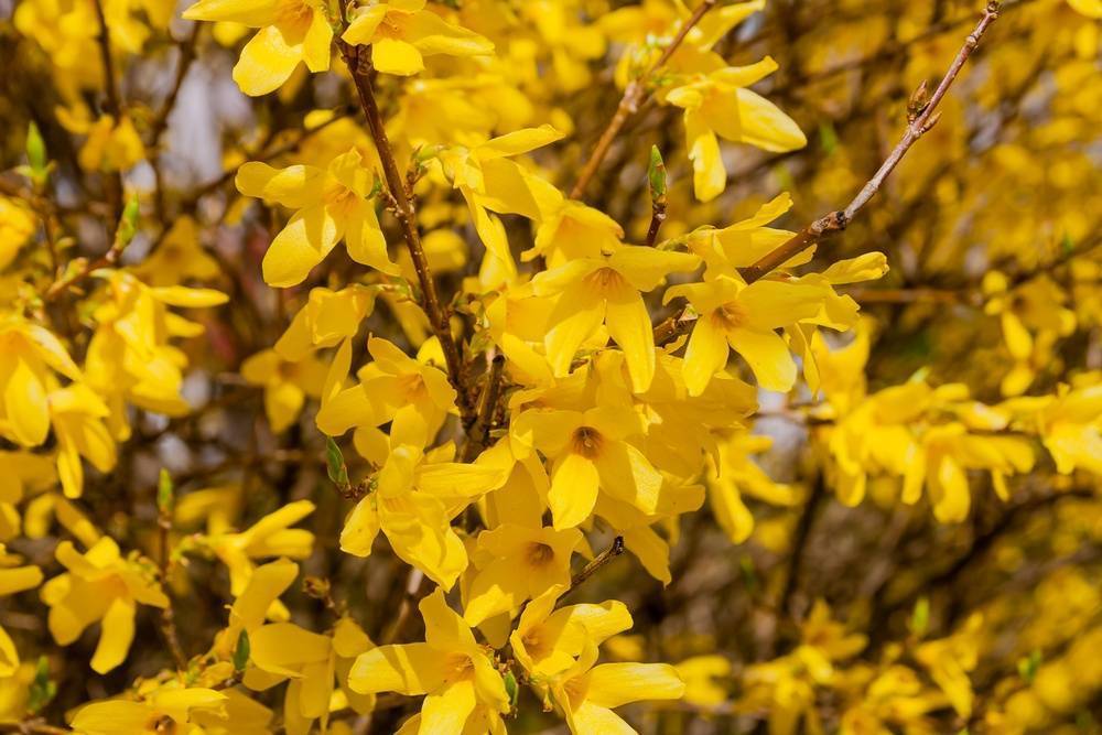 Forsythia suspensa