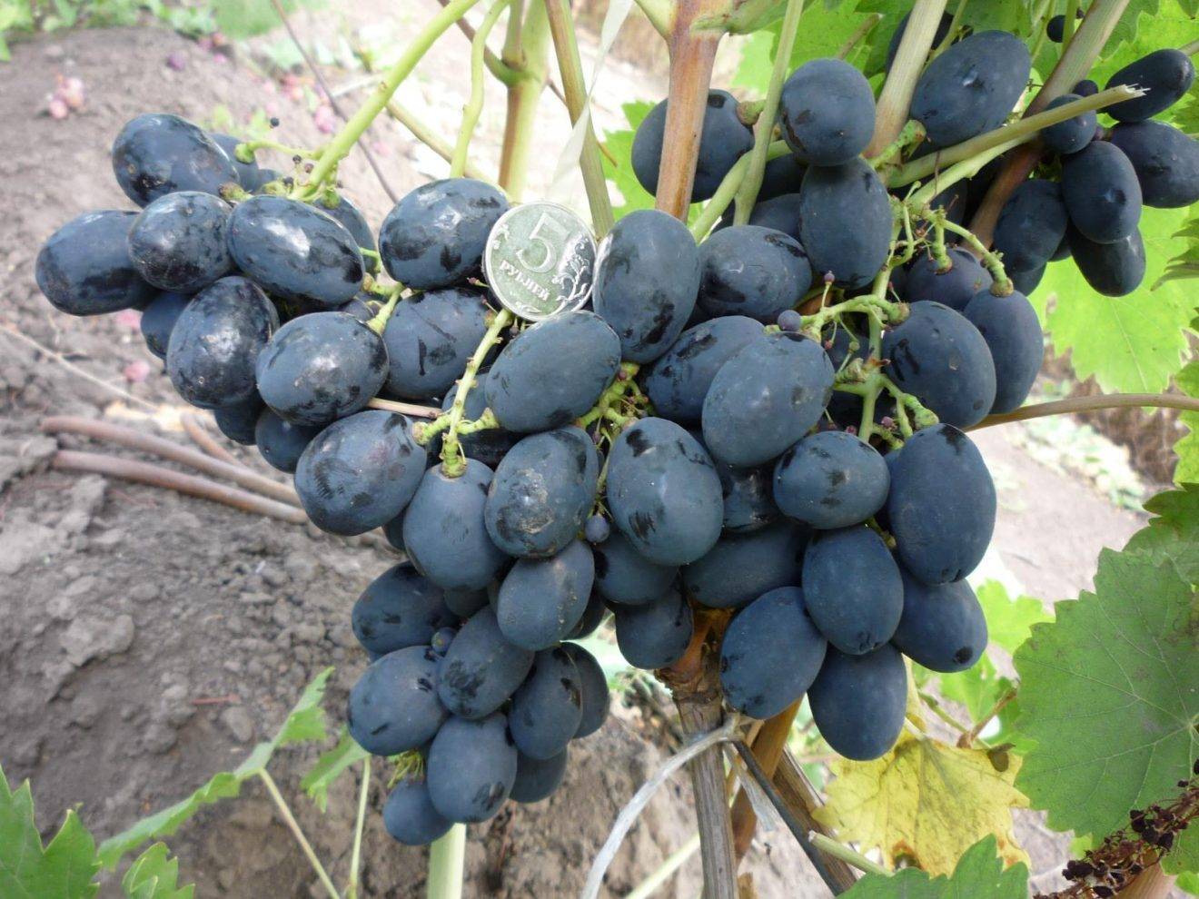 Гибридный сорт винограда гала