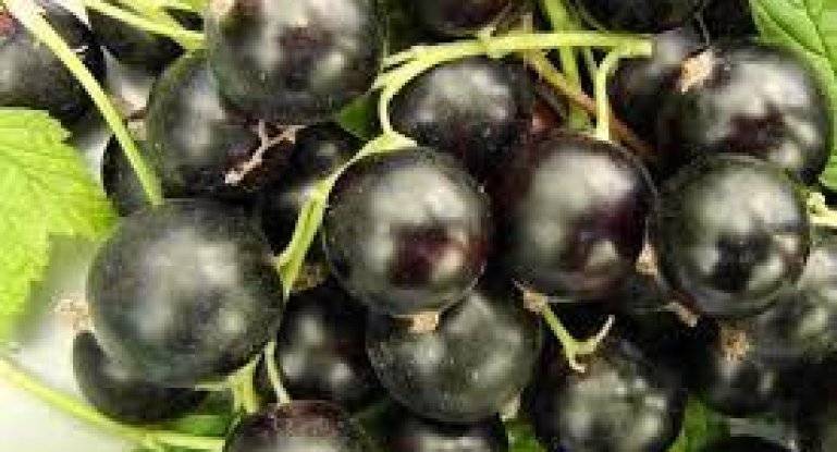 Сорт чёрной смородины зелёная дымка: описание, агротехника, фото, отзывы