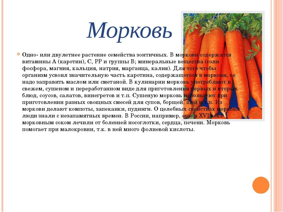 Морковь белая: состав, калорийность, польза, рецепты