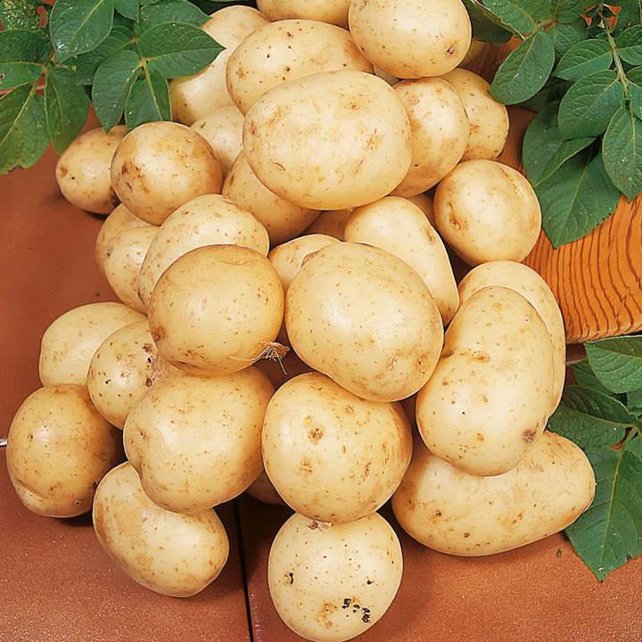 Картофель уладар – характеристика сорта, отзывы, вкусовые качества, фото