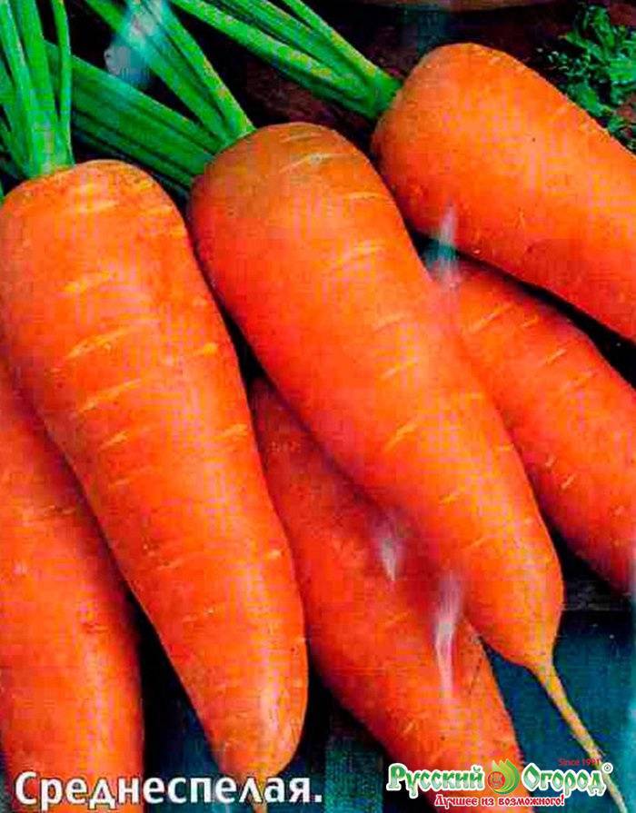 Лучшие сорта моркови 2021 года: самые сладкие и сочные корнеплоды