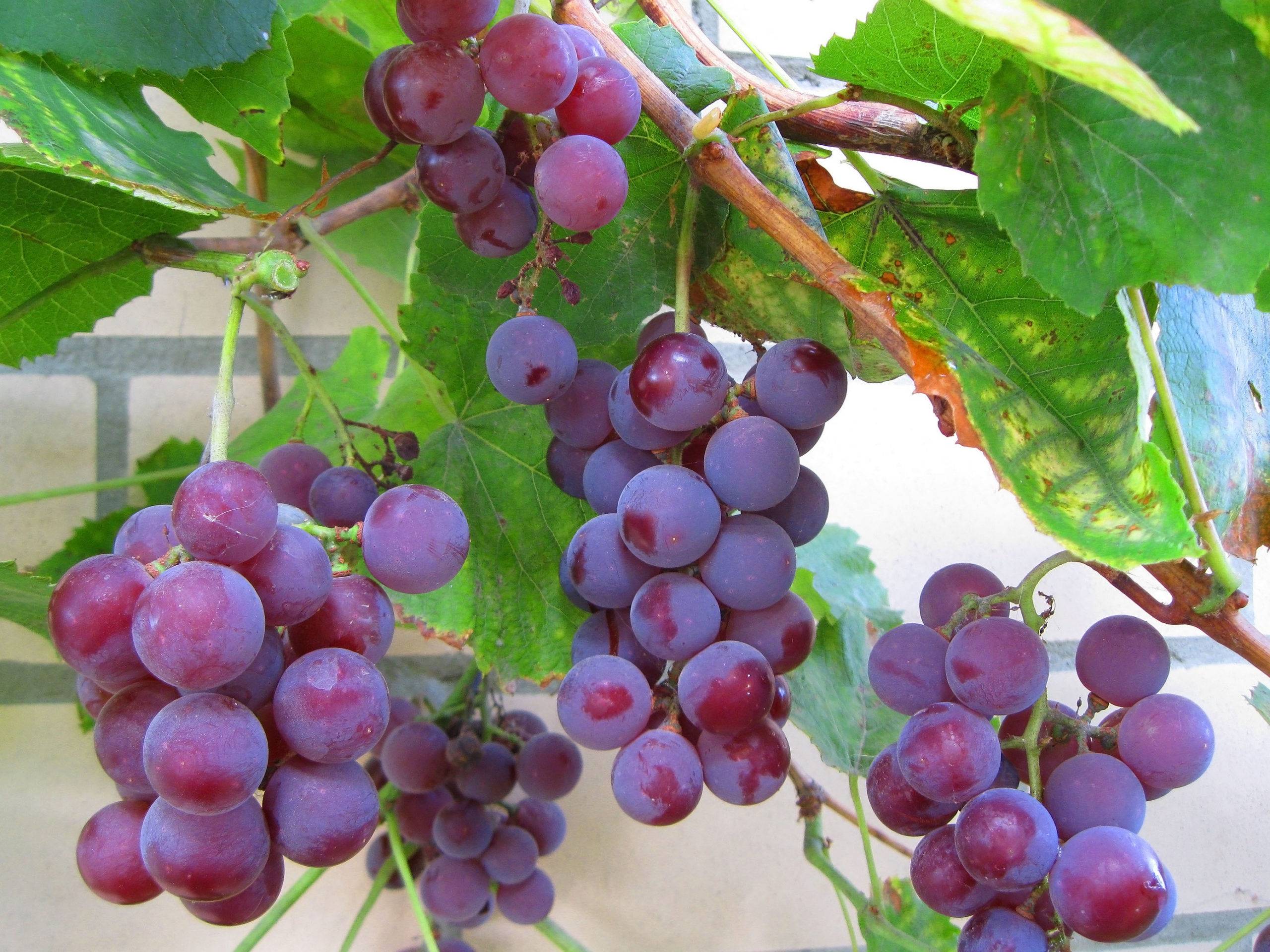 виноград русский конкорд фото