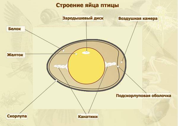 7 способов получить от курицы крупные яйца