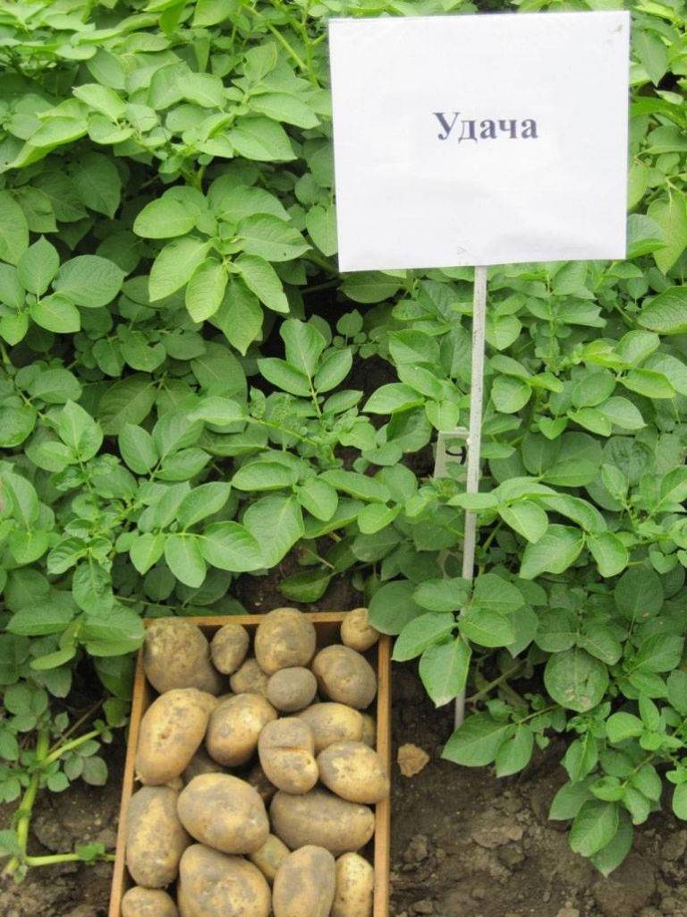 Картофель удача: описание сорта, фото, отзывы, сроки созревания, урожайность