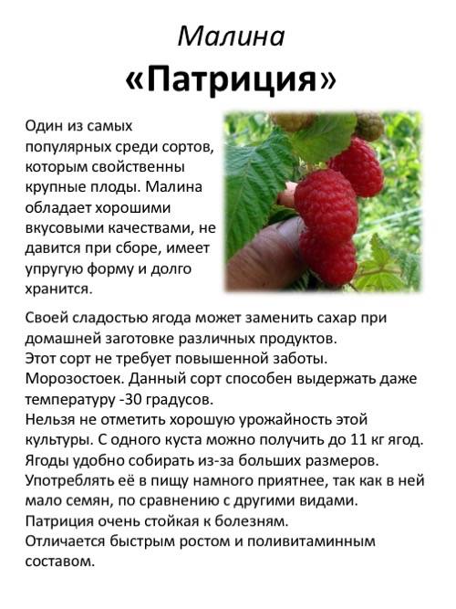 Описание малины сорта исполин (гордость россии), посадка и уход