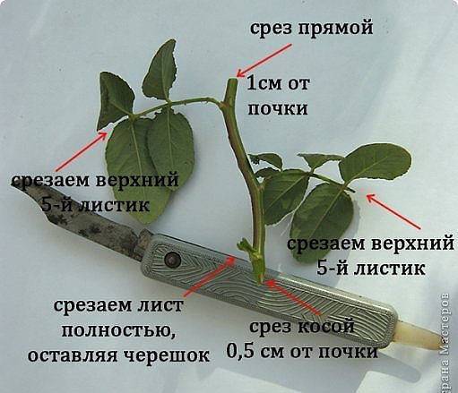 ᐉ как вырастить розу из черенка в домашних условиях в августе и сентябре - godacha.ru