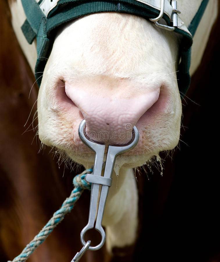 Зачем быкам вставляют кольцо в нос: для чего и как прокалывают, виды пирсинга
