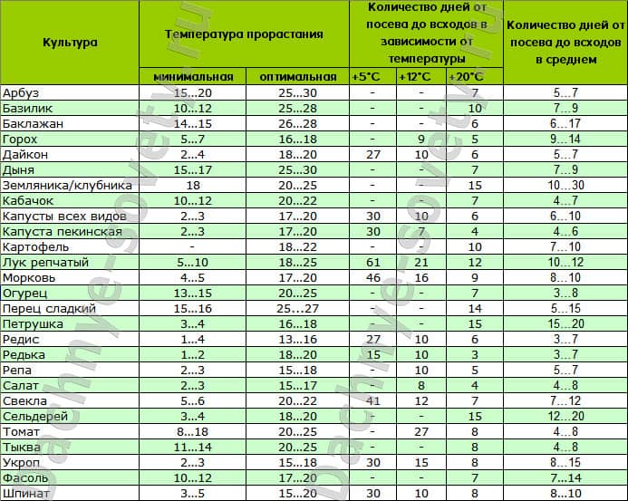 Через сколько дней после посева всходят кочанный салат