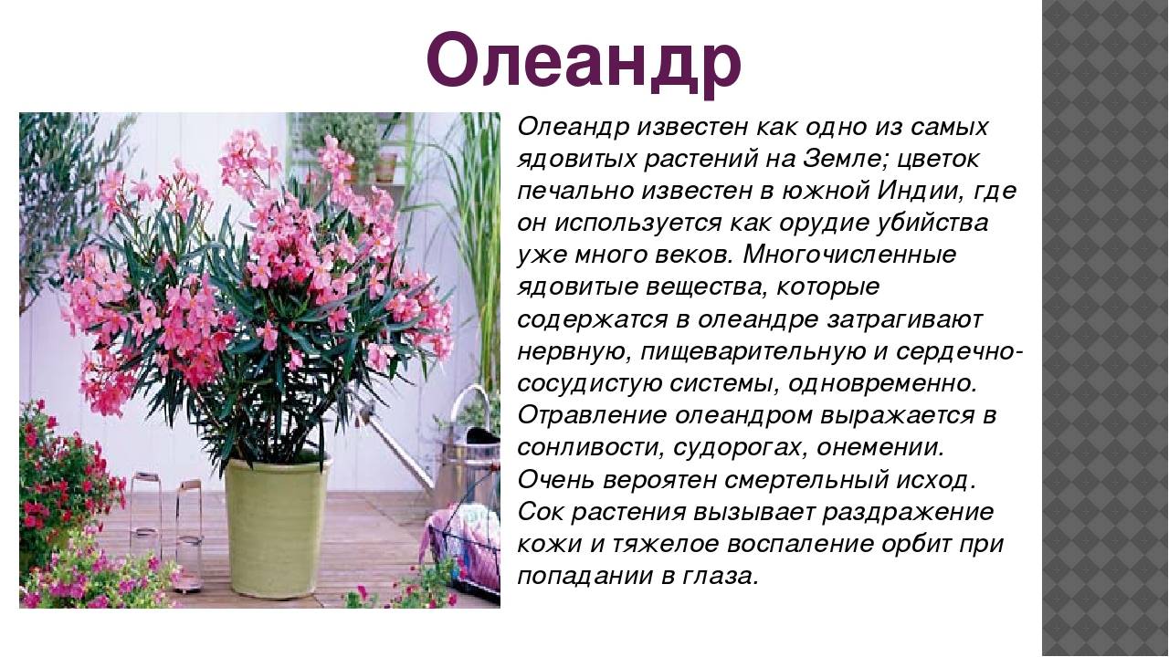 Олеандр(цветок): фото и уход в домашних условиях
