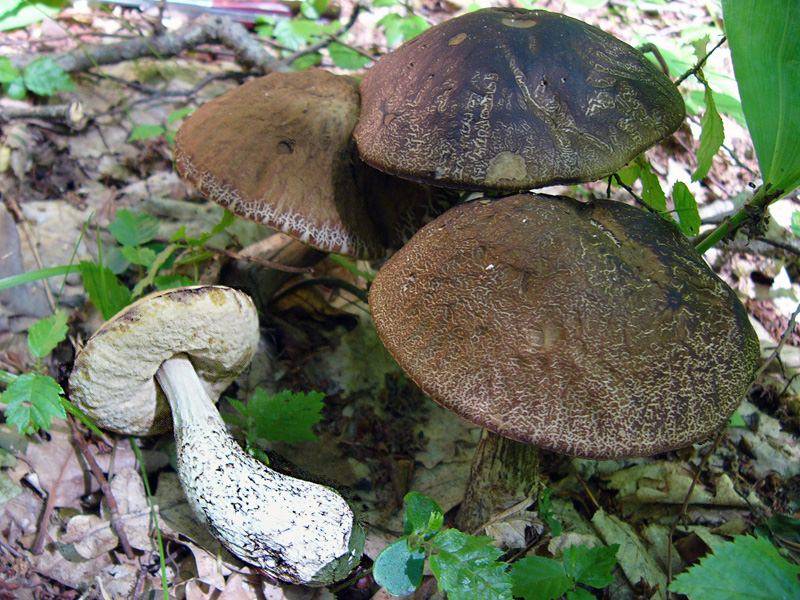 Гриб грабовик (leccinum carpini) или как отличить от подберёзовика