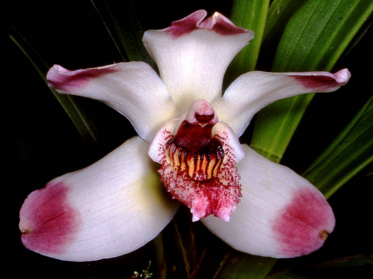 Виды орхидей: фото и названия