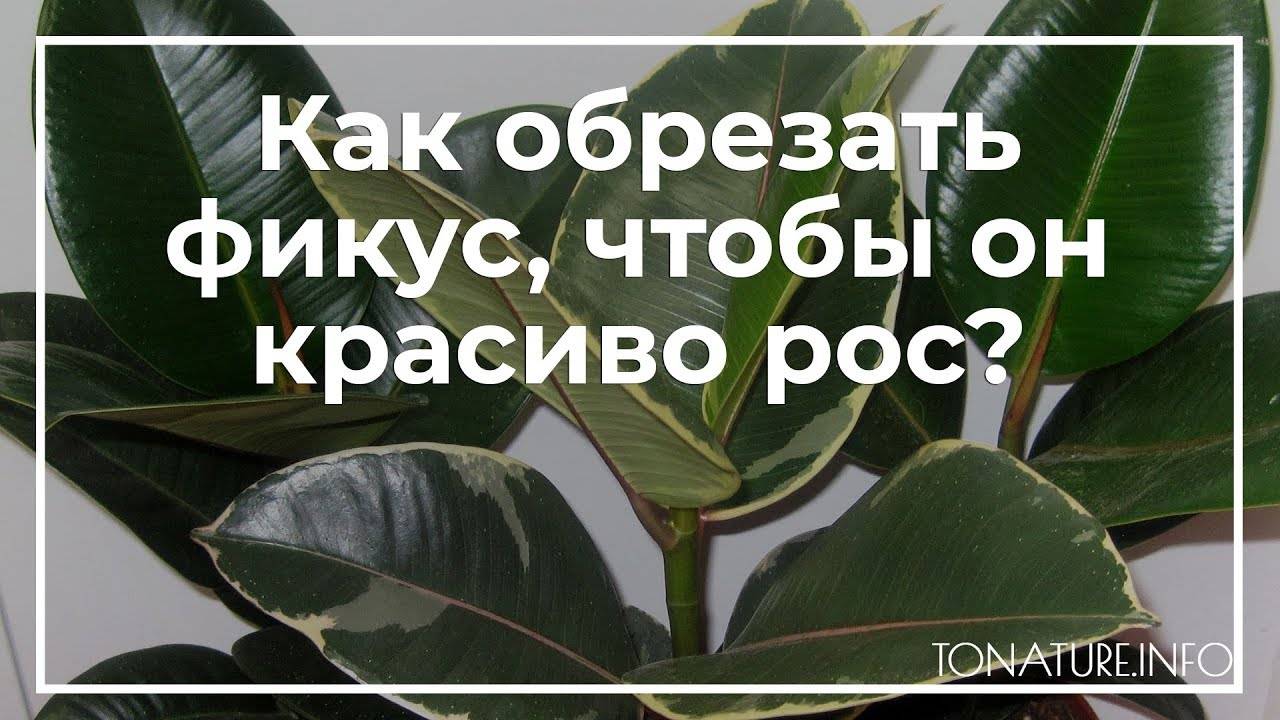 Как правильно обрезать фикус различных видов и формировать крону в домашних условиях