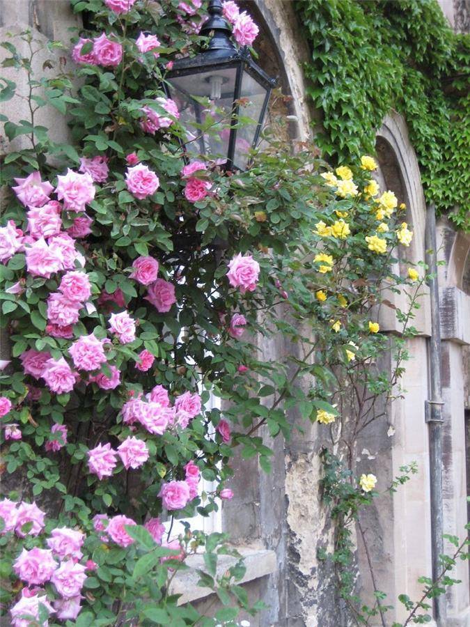 Плетистые розы: посадка и уход, выращивание на даче и размножение